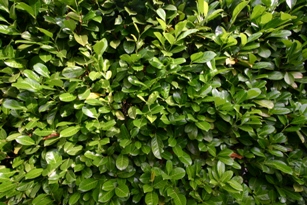 terra-preta-52